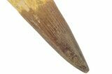 Huge, Real Spinosaurus Tooth - Excellent Quality! #208426-2